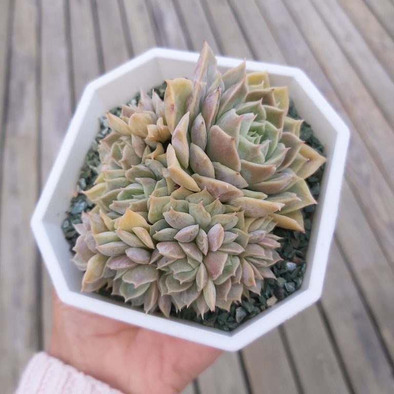 多肉仙人交易所