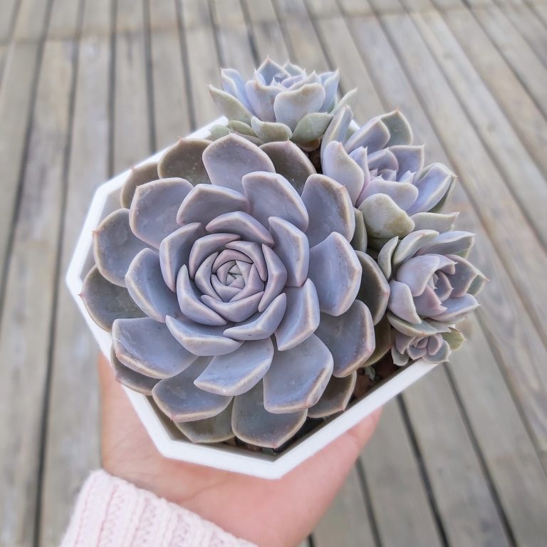 多肉仙人交易所