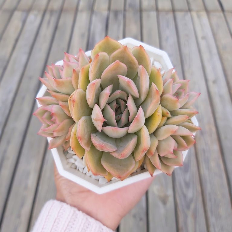 多肉仙人交易所