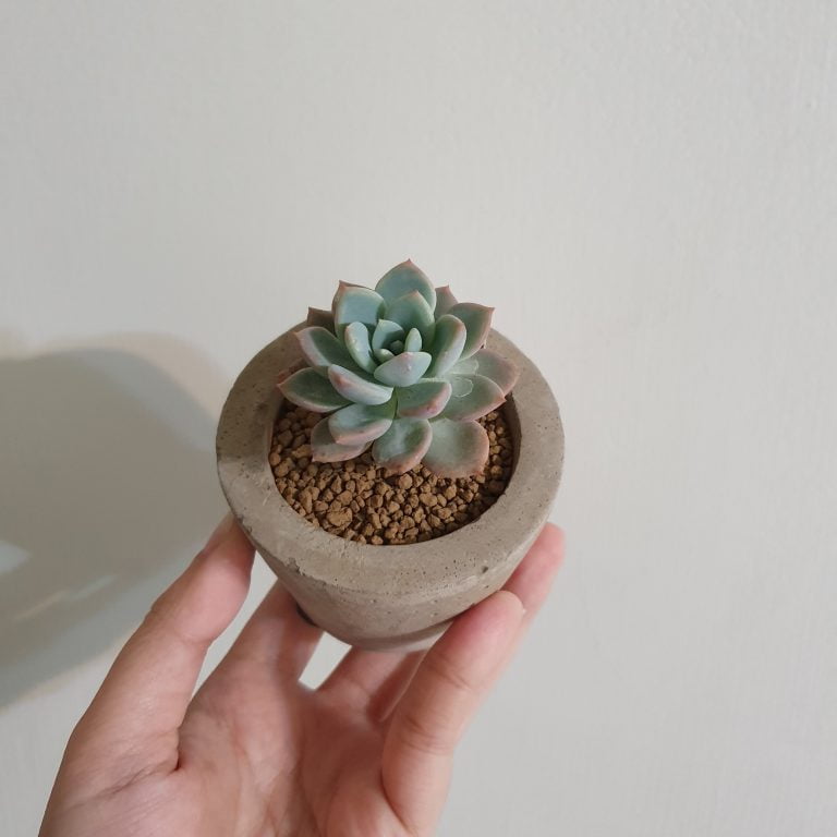 多肉仙人交易所