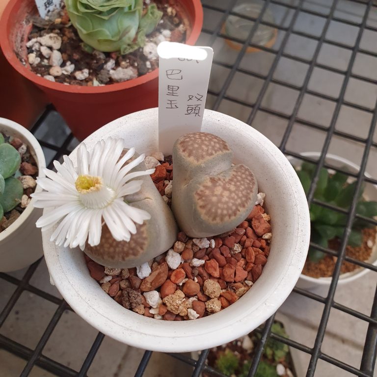 多肉仙人交易所