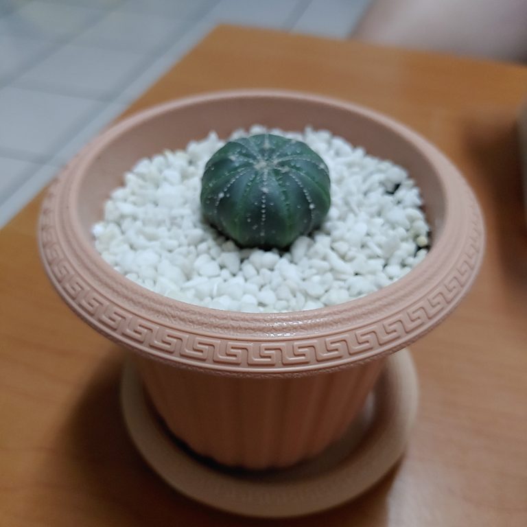 多肉仙人交易所