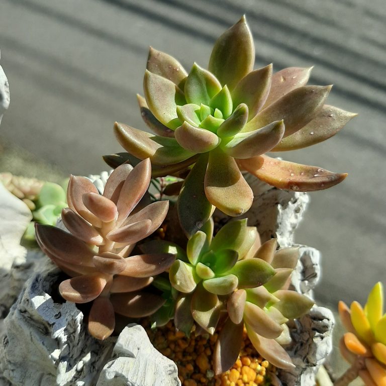 多肉仙人交易所