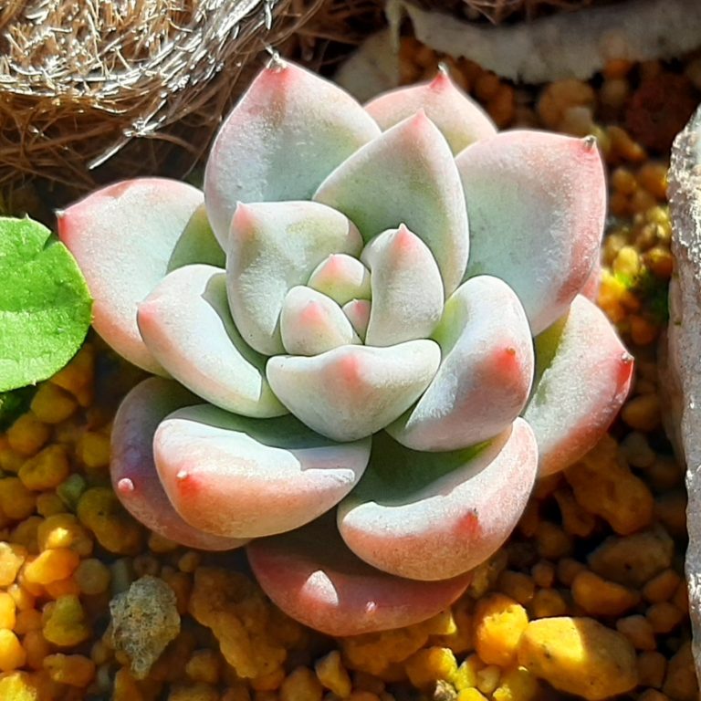 多肉仙人交易所