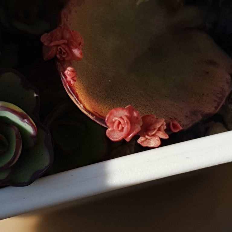 多肉仙人交易所