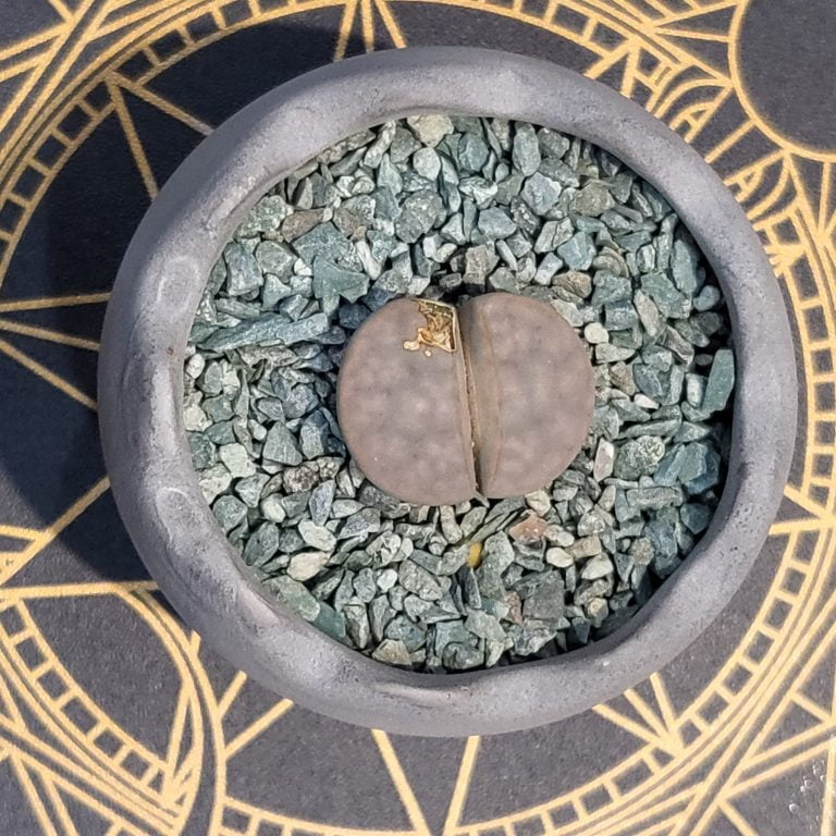 多肉仙人交易所