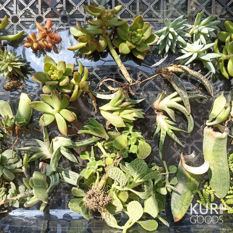 多肉仙人交易所