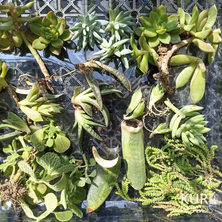 多肉仙人交易所