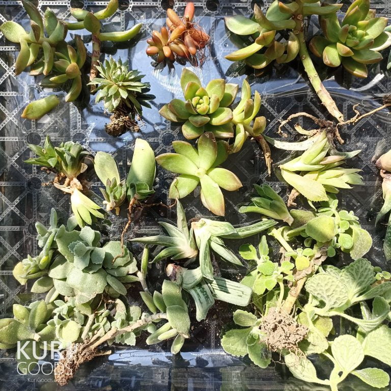 多肉仙人交易所