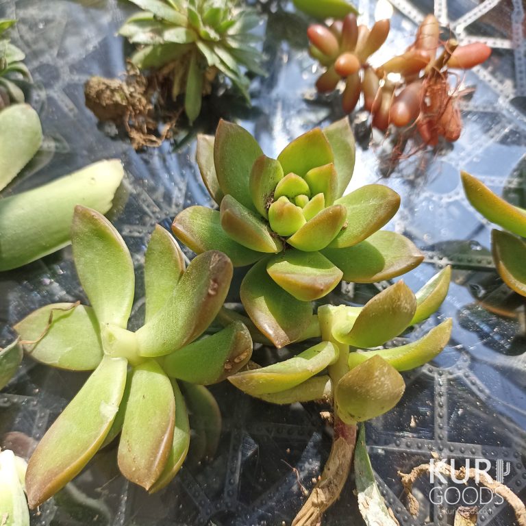 多肉仙人交易所