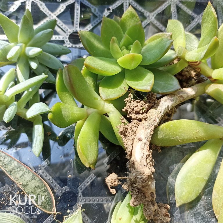 多肉仙人交易所