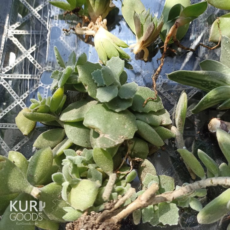 多肉仙人交易所