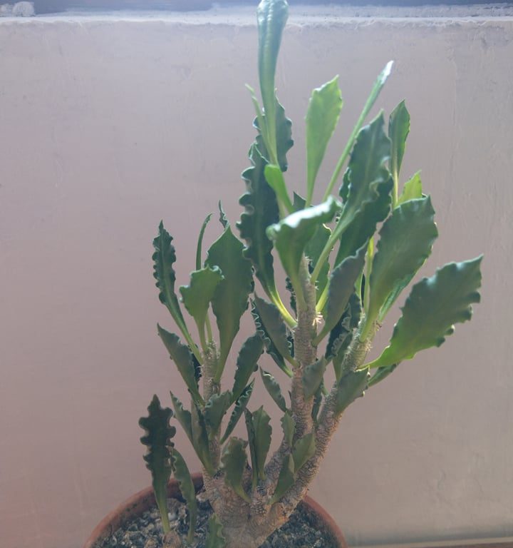 多肉仙人交易所