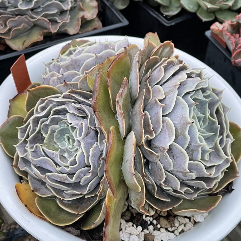 多肉仙人交易所