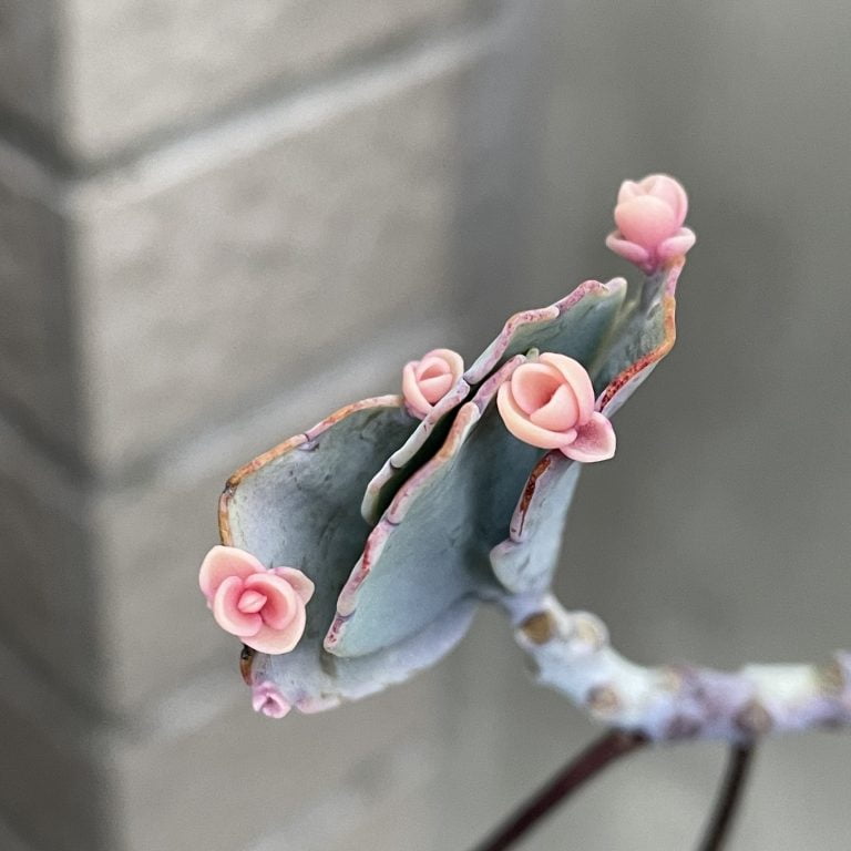 多肉仙人交易所