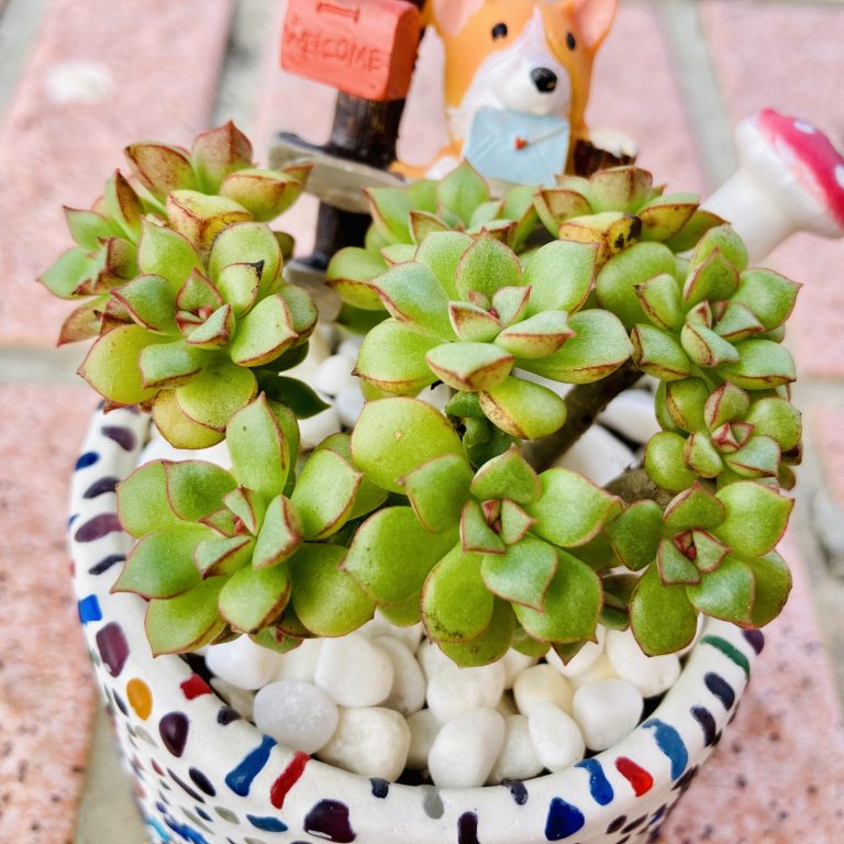 多肉仙人交易所