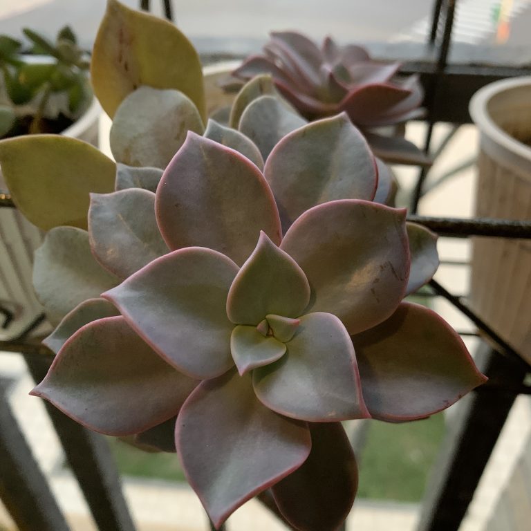 多肉仙人交易所