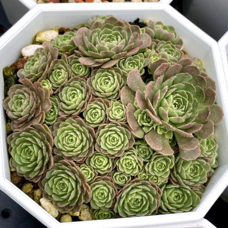 多肉仙人交易所