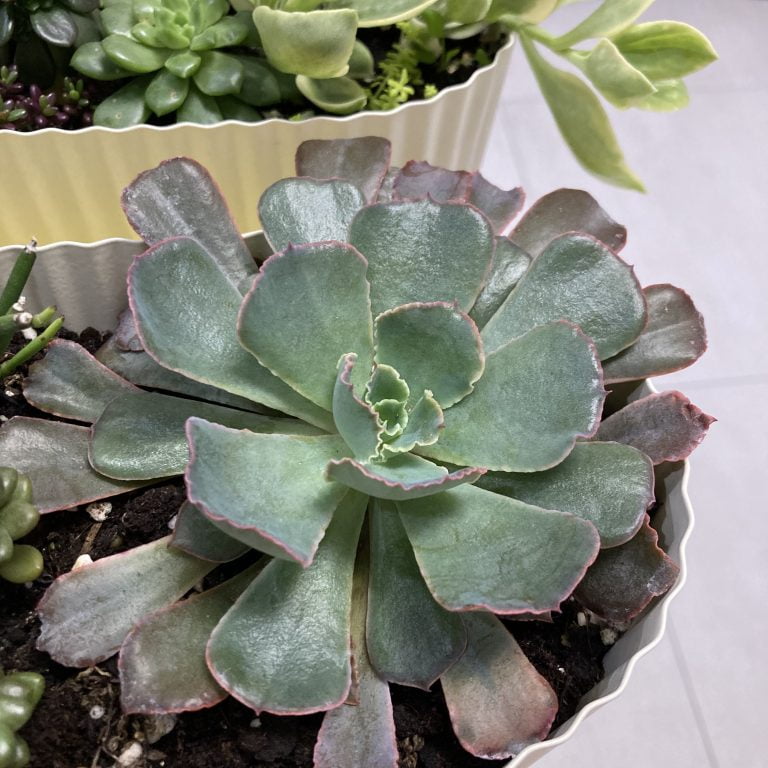 多肉仙人交易所