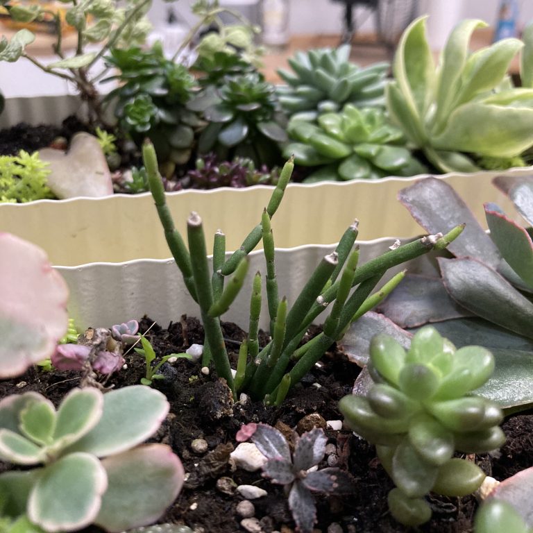 多肉仙人交易所