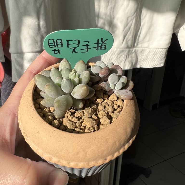 多肉仙人交易所