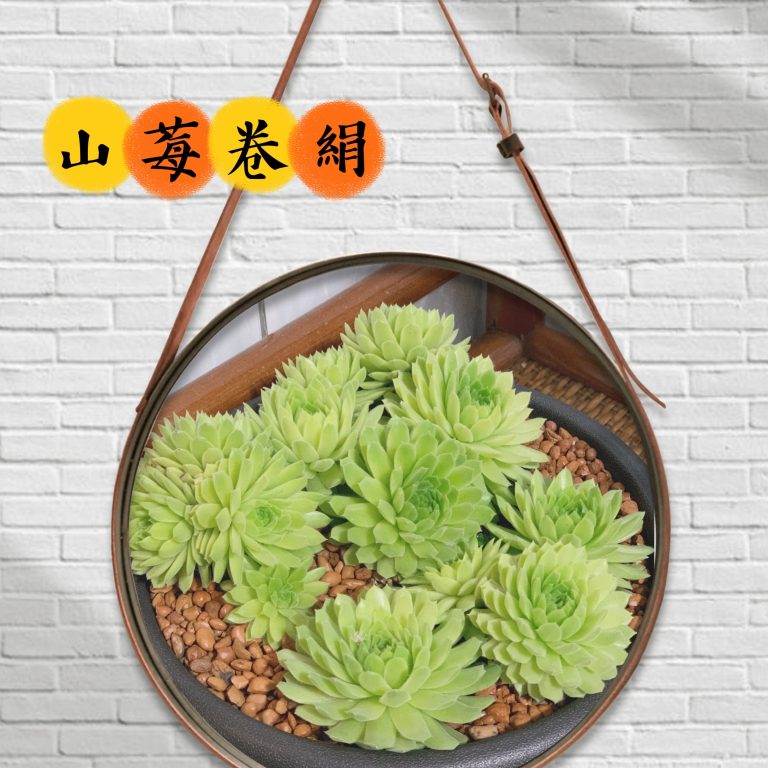 多肉仙人交易所