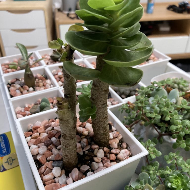 多肉仙人交易所