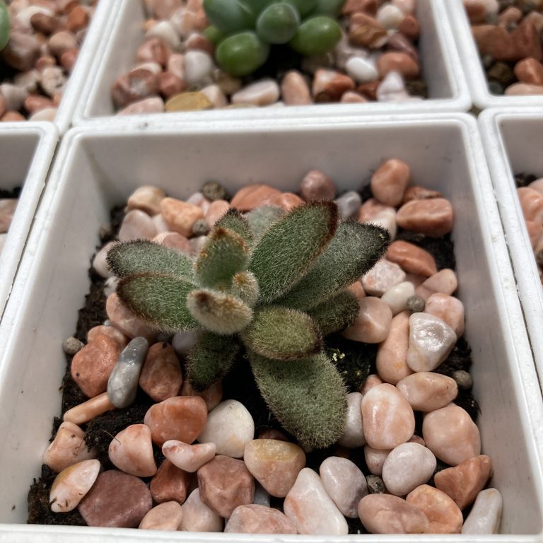 多肉仙人交易所