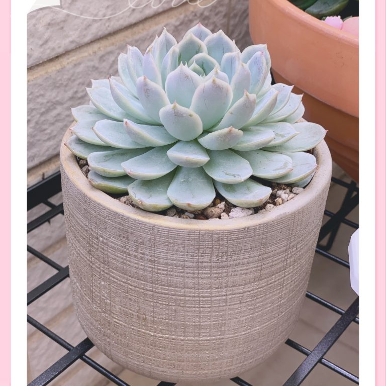 多肉仙人交易所