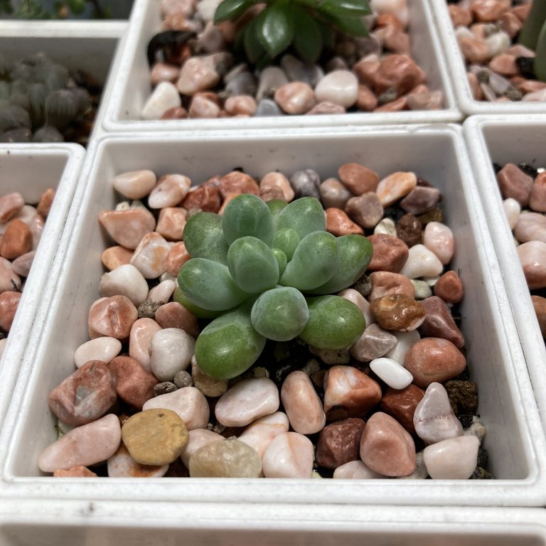 多肉仙人交易所