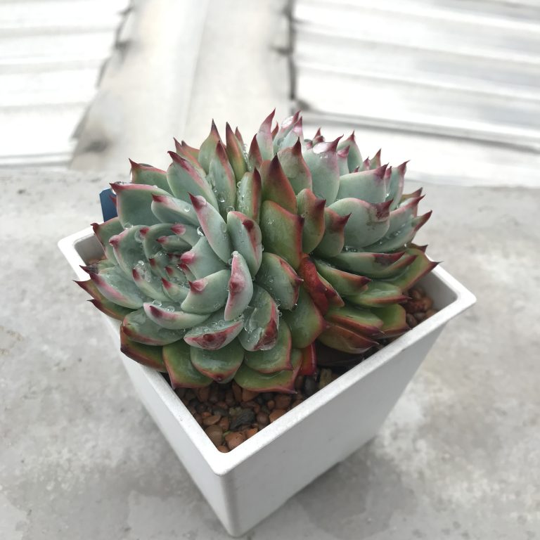 多肉仙人交易所