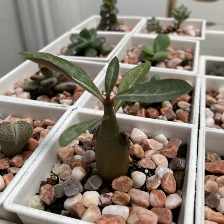 多肉仙人交易所