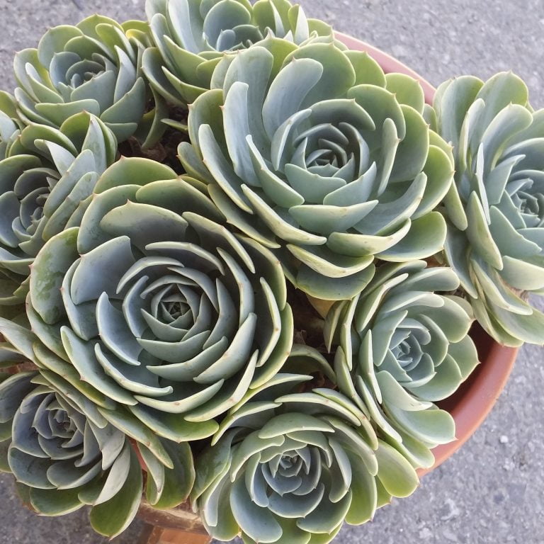 多肉仙人交易所