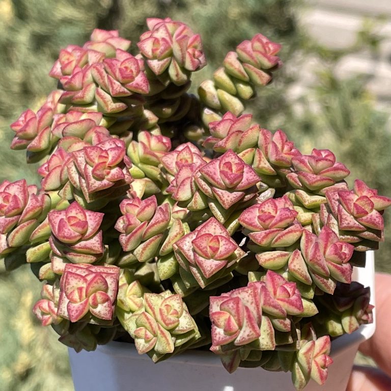 多肉仙人交易所