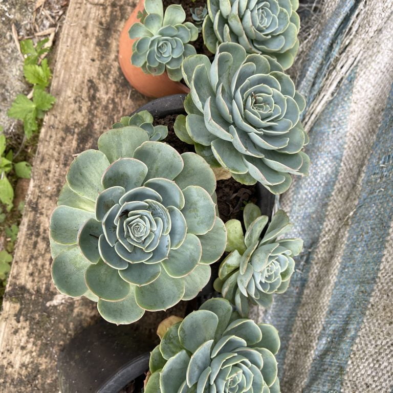 多肉仙人交易所