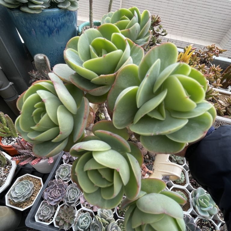 多肉仙人交易所