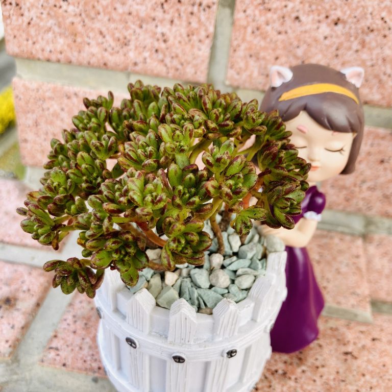 多肉仙人交易所