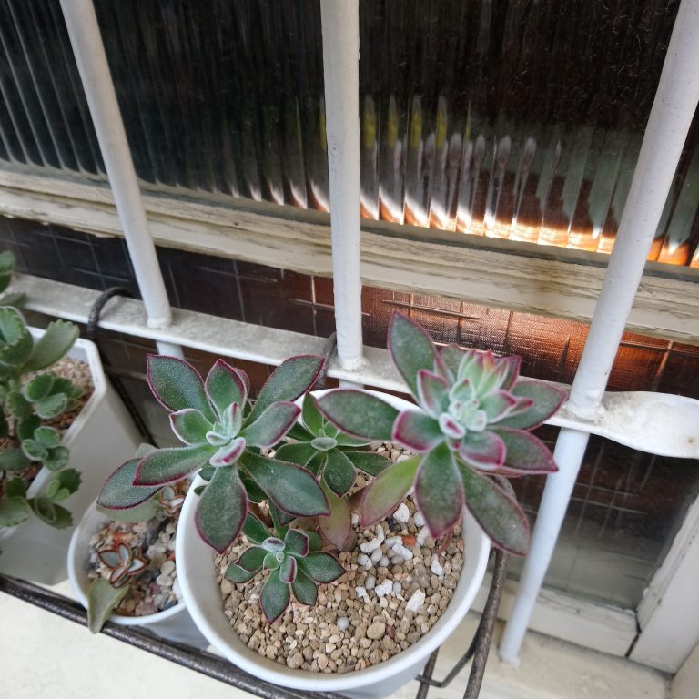 多肉仙人交易所