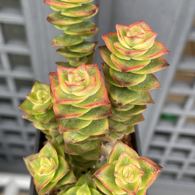 多肉仙人交易所