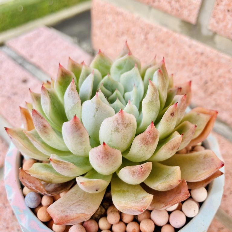 多肉仙人交易所