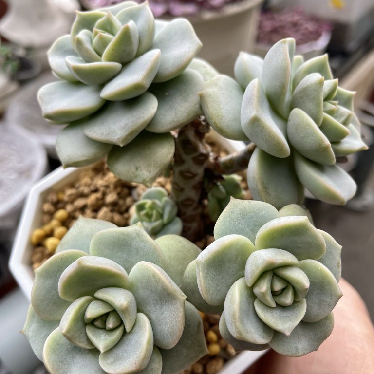 多肉仙人交易所