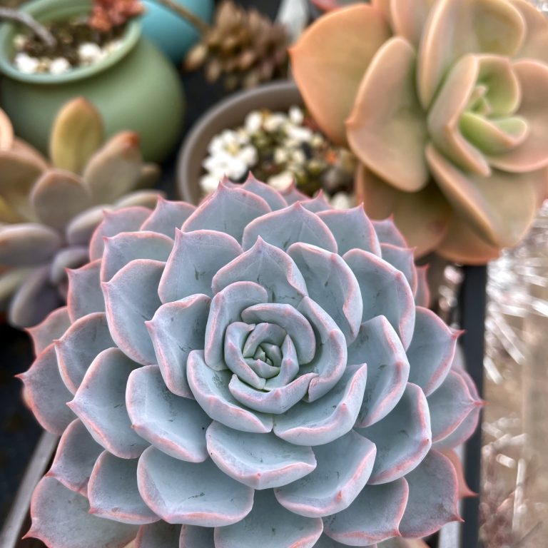 多肉仙人交易所