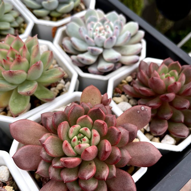 多肉仙人交易所