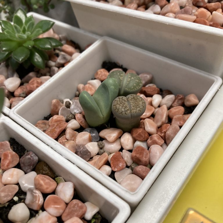 多肉仙人交易所