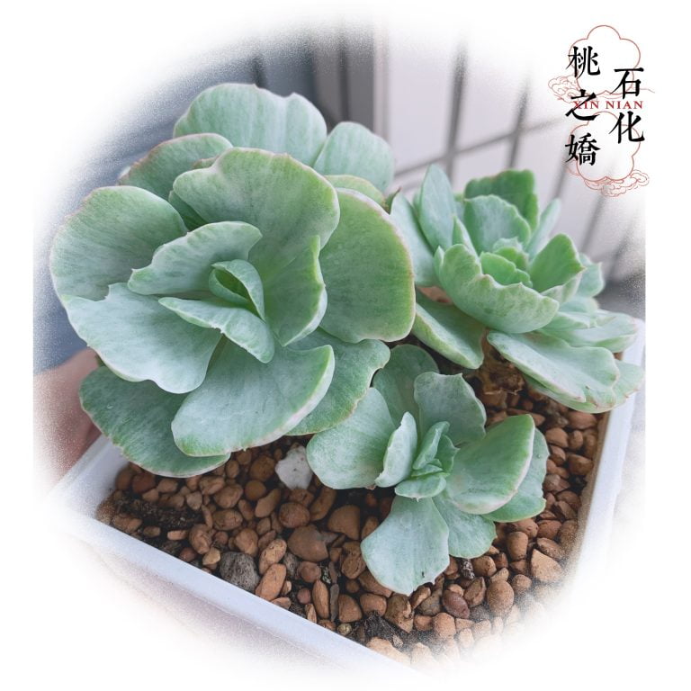 多肉仙人交易所