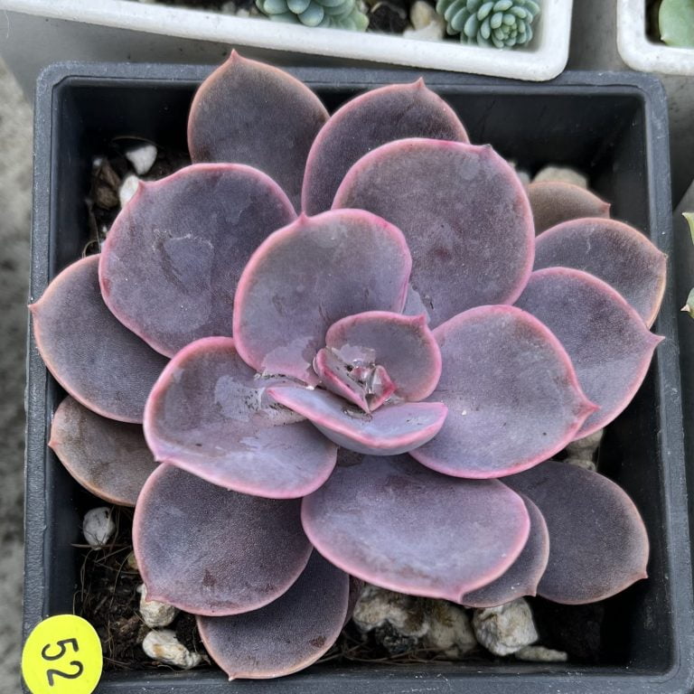 多肉仙人交易所