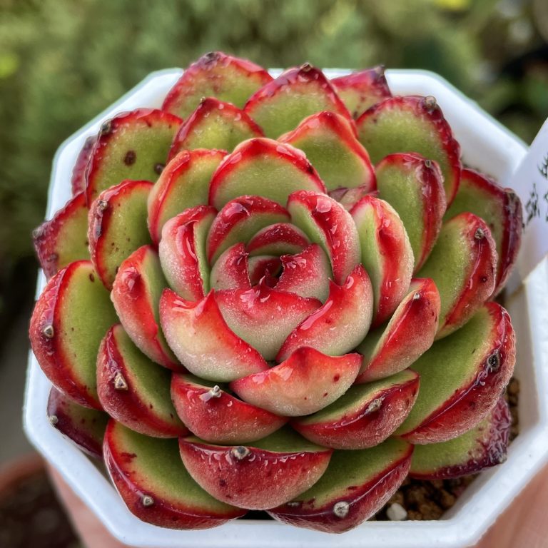 多肉仙人交易所