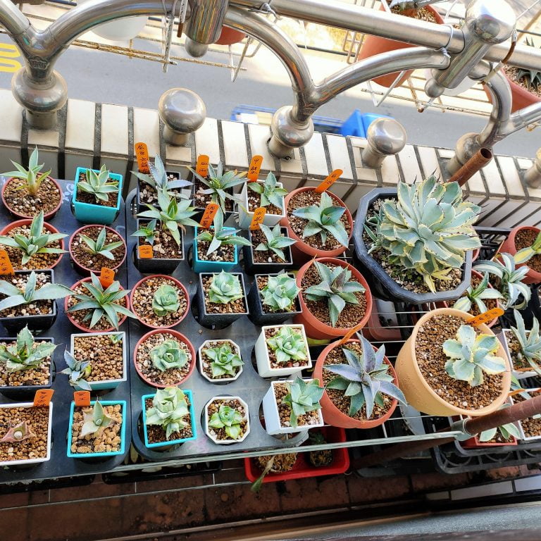 多肉仙人交易所