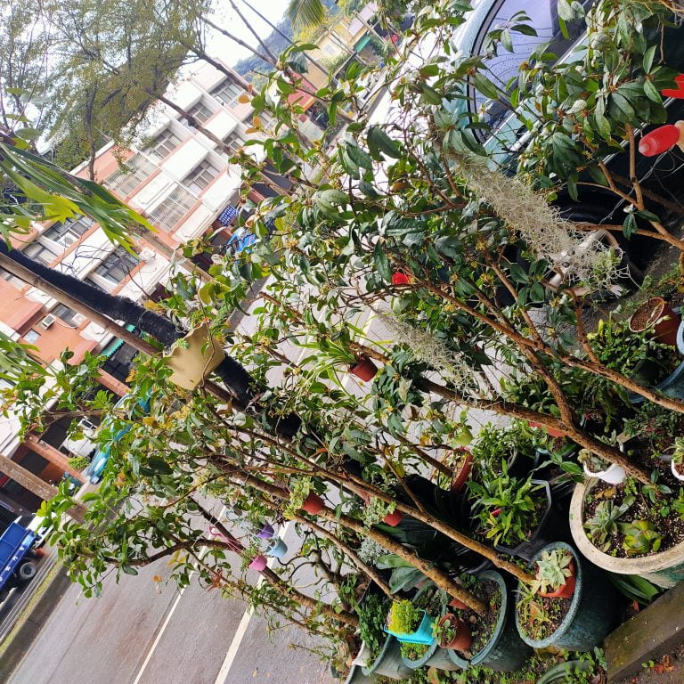 多肉仙人交易所