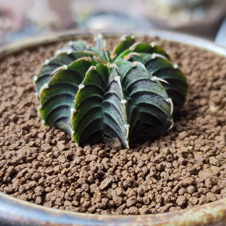 多肉仙人交易所